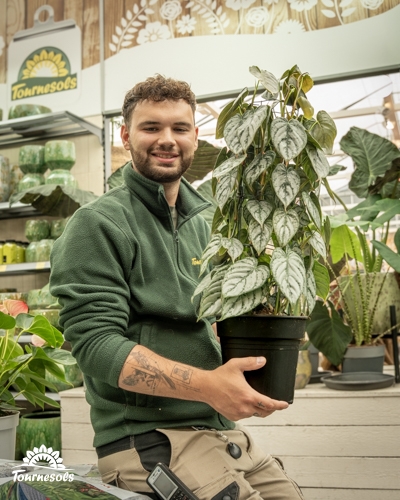 Homme souriant en uniforme de jardinerie tenant une grande plante Philodendron brandtianum.